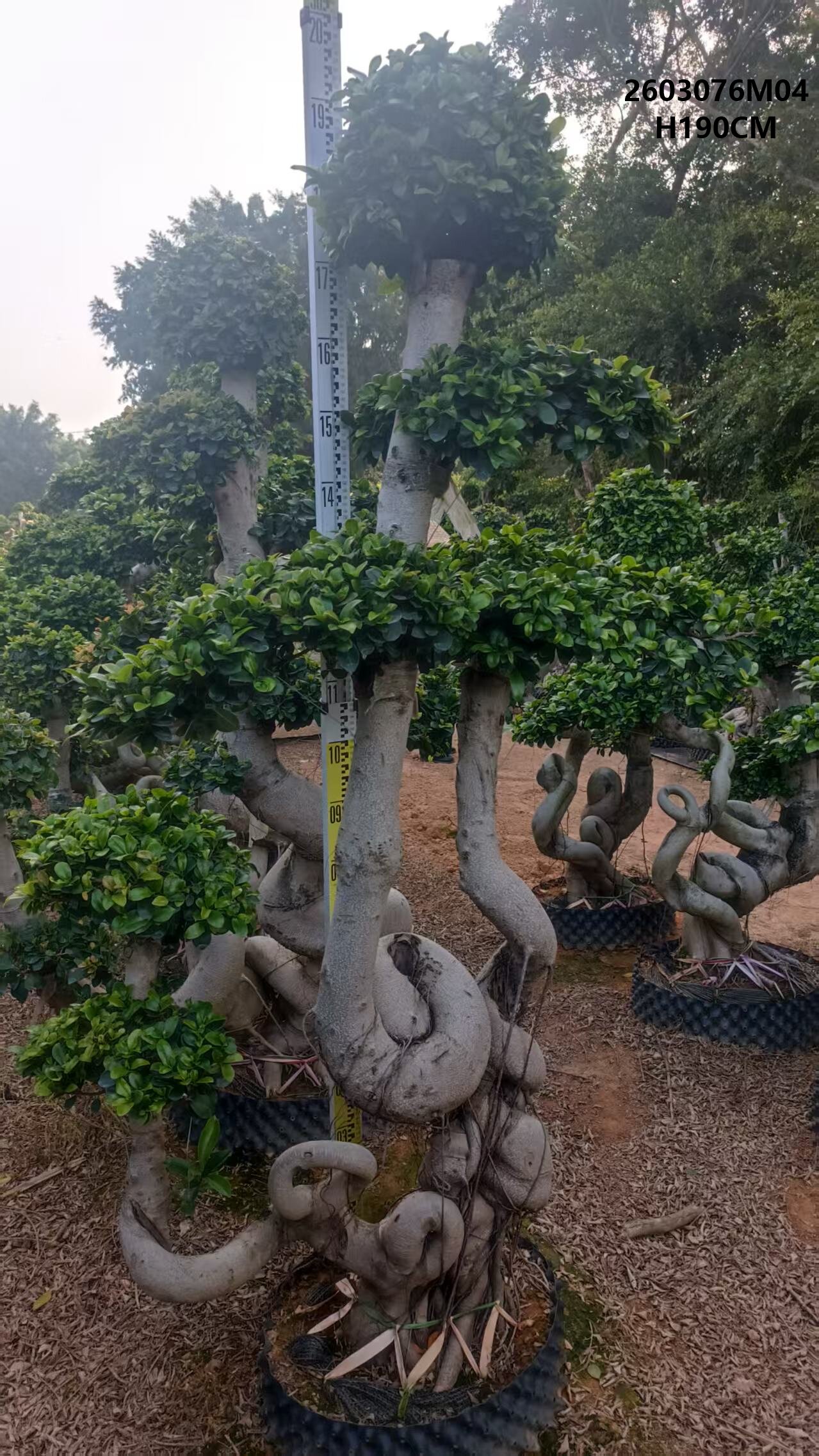 微信图片_20260326155700_249_38