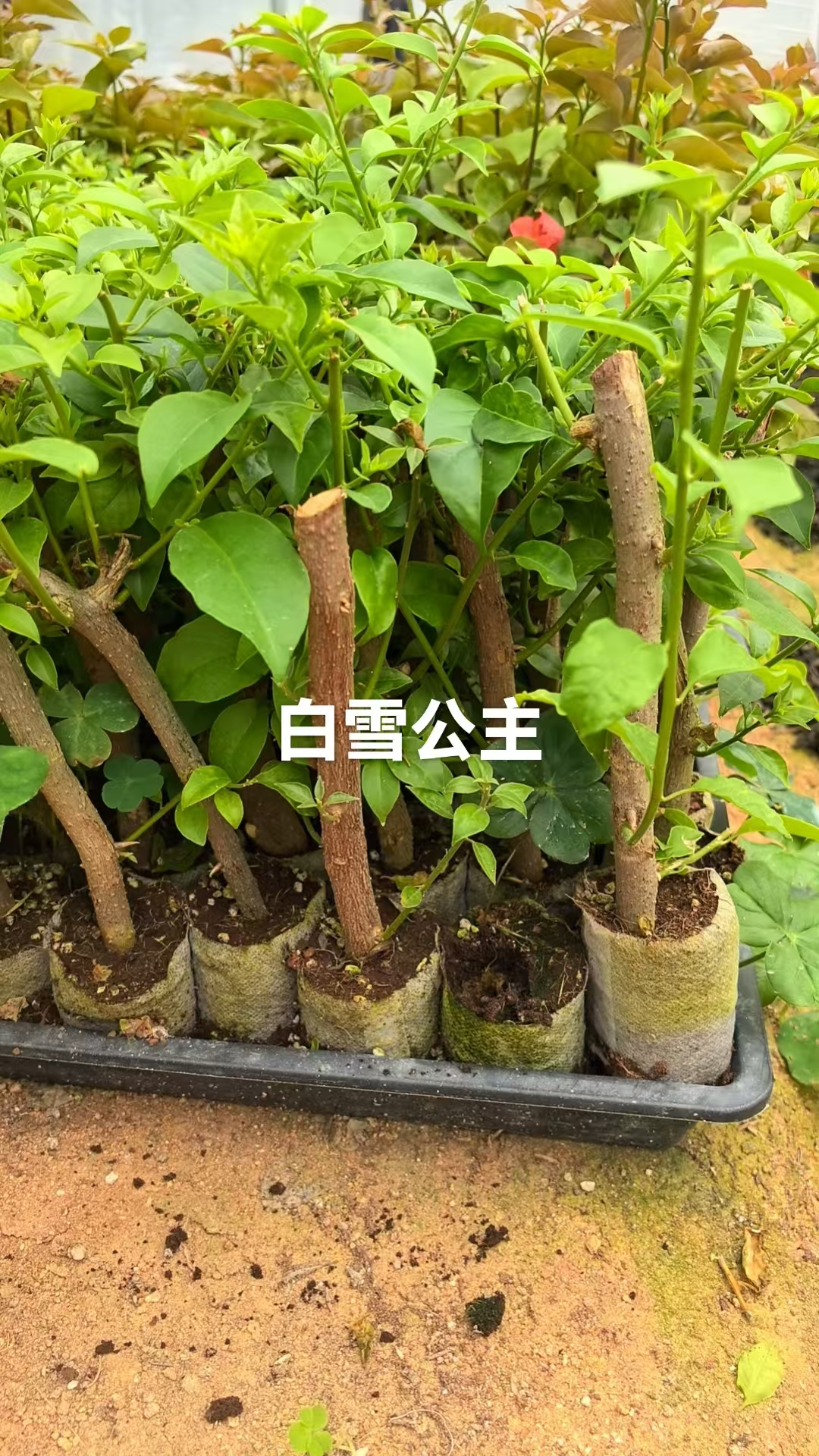 微信图片_20260723104050_734_7